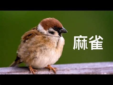 雀鳥飛入屋|【麻雀進屋什麼意思】麻雀進宅，吉兆還是凶兆？揭秘麻雀進屋背。